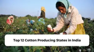 Top 12 Cotton Producing States in India